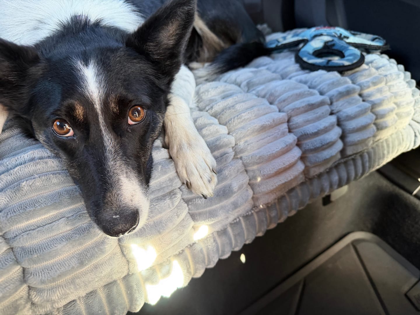 Customer photo review of Thickened Dog Bed for Car Back Seat & Couch