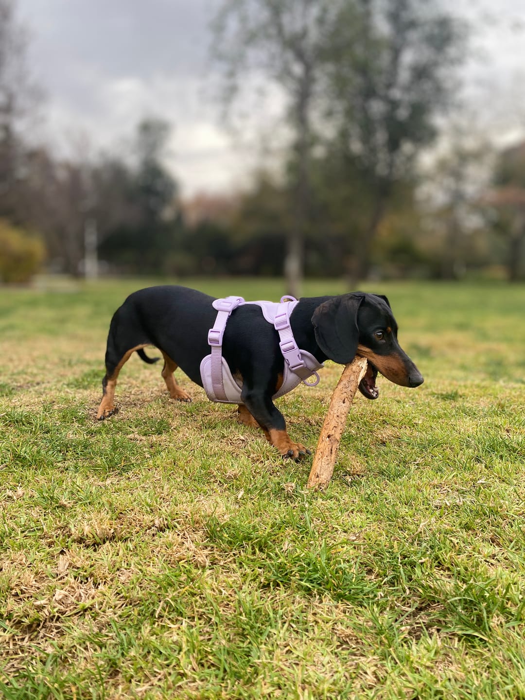 Customer photo review of Arnés Paws