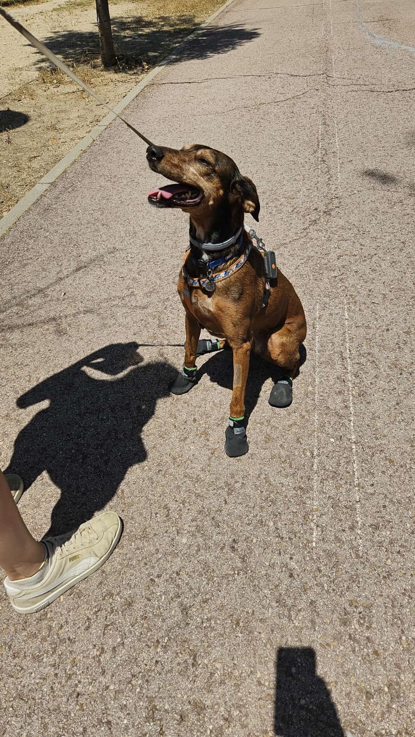 Customer photo review of The Shortie All Season Dog Shoes / Boots