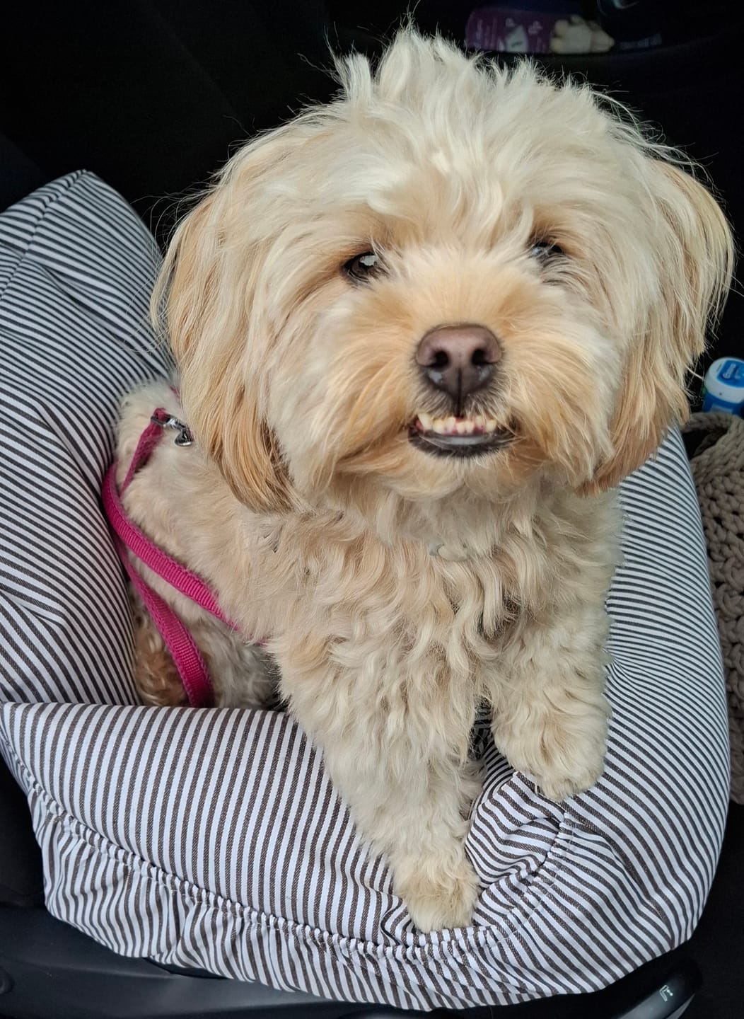 Customer photo review of Premium Hunde Autositz inkl. Sicherheitsgurt