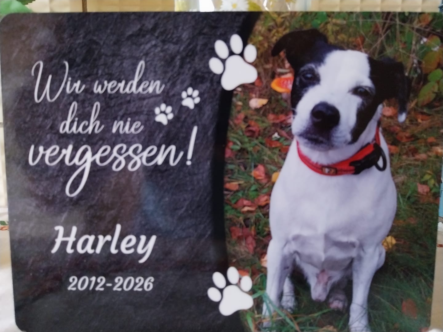 Customer photo review of Hunde Gedenktafel mit Foto & Spruch (UV- &  Wetterfest)