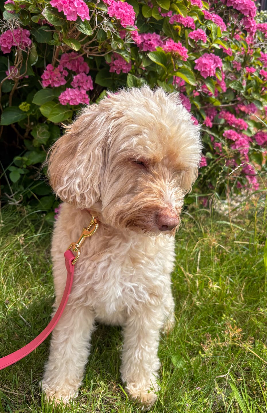 Customer photo review of Rose Dog Collar