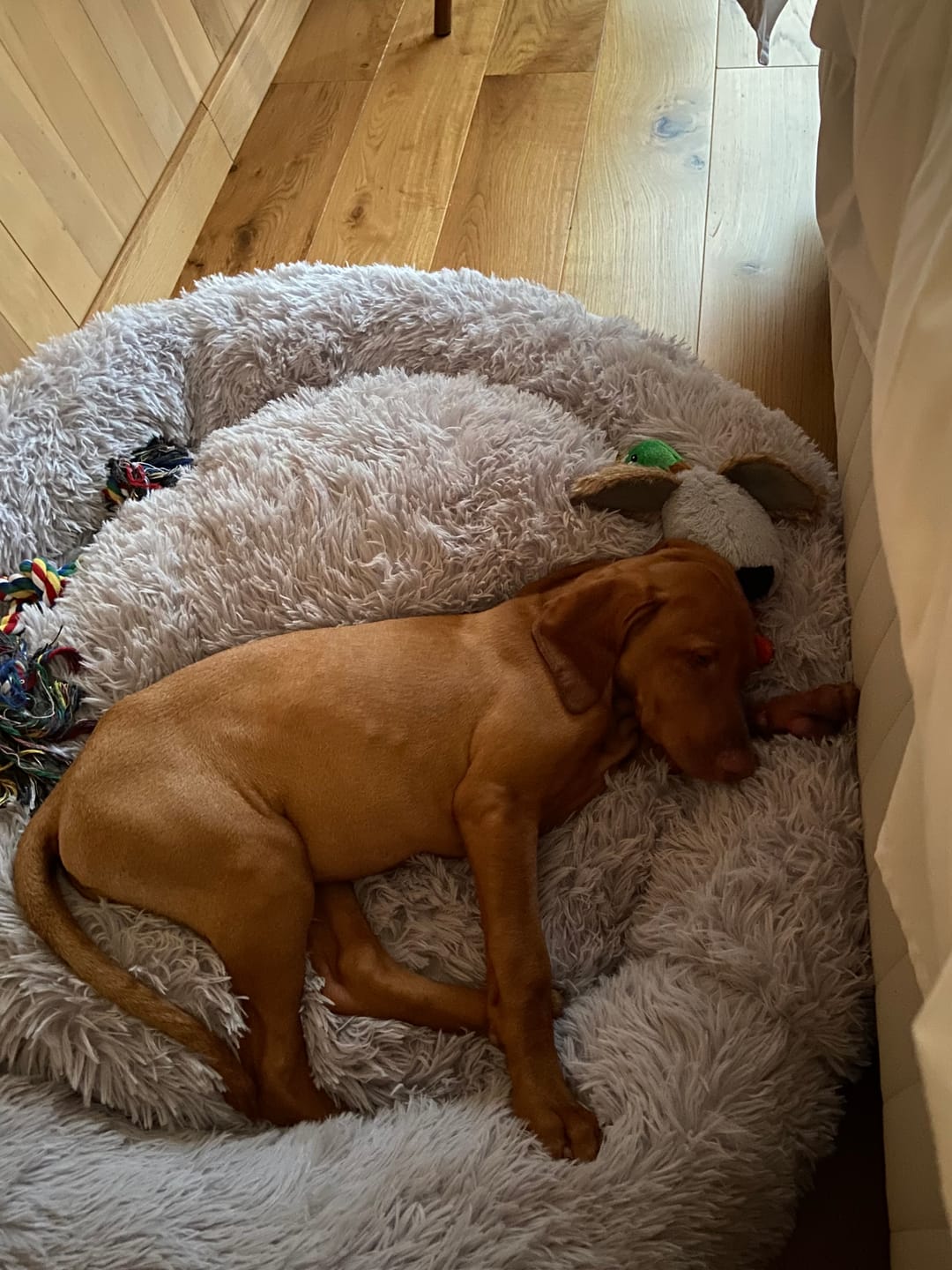 Customer photo review of Cama Anti-Estrés THE DOGS — Menos ansiedad, más descanso
