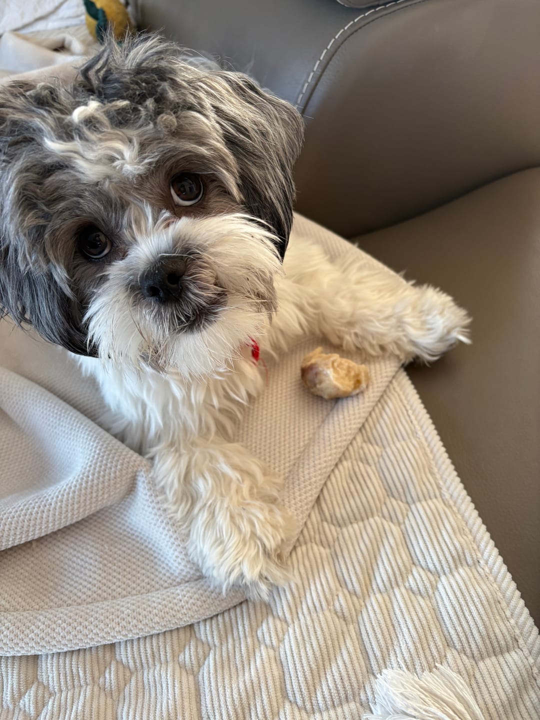Customer photo review of Petz Gourmet - Os Tartar Buster de boeuf pour chien