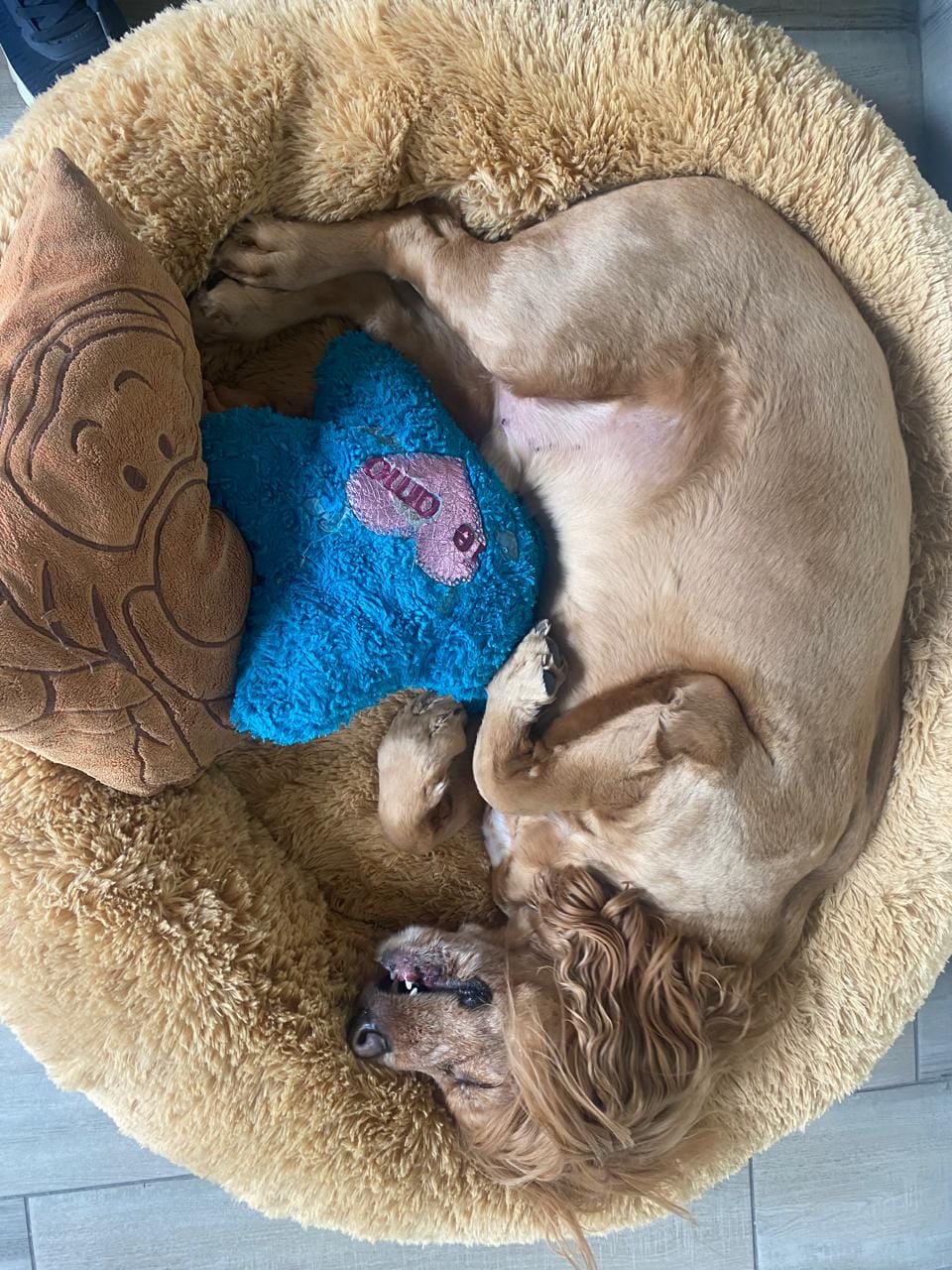 Customer photo review of Cama Antiestrés para Perros