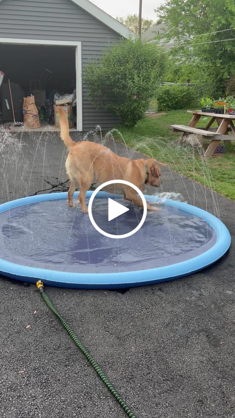 Customer video review of Dog Splash Pad Fountain