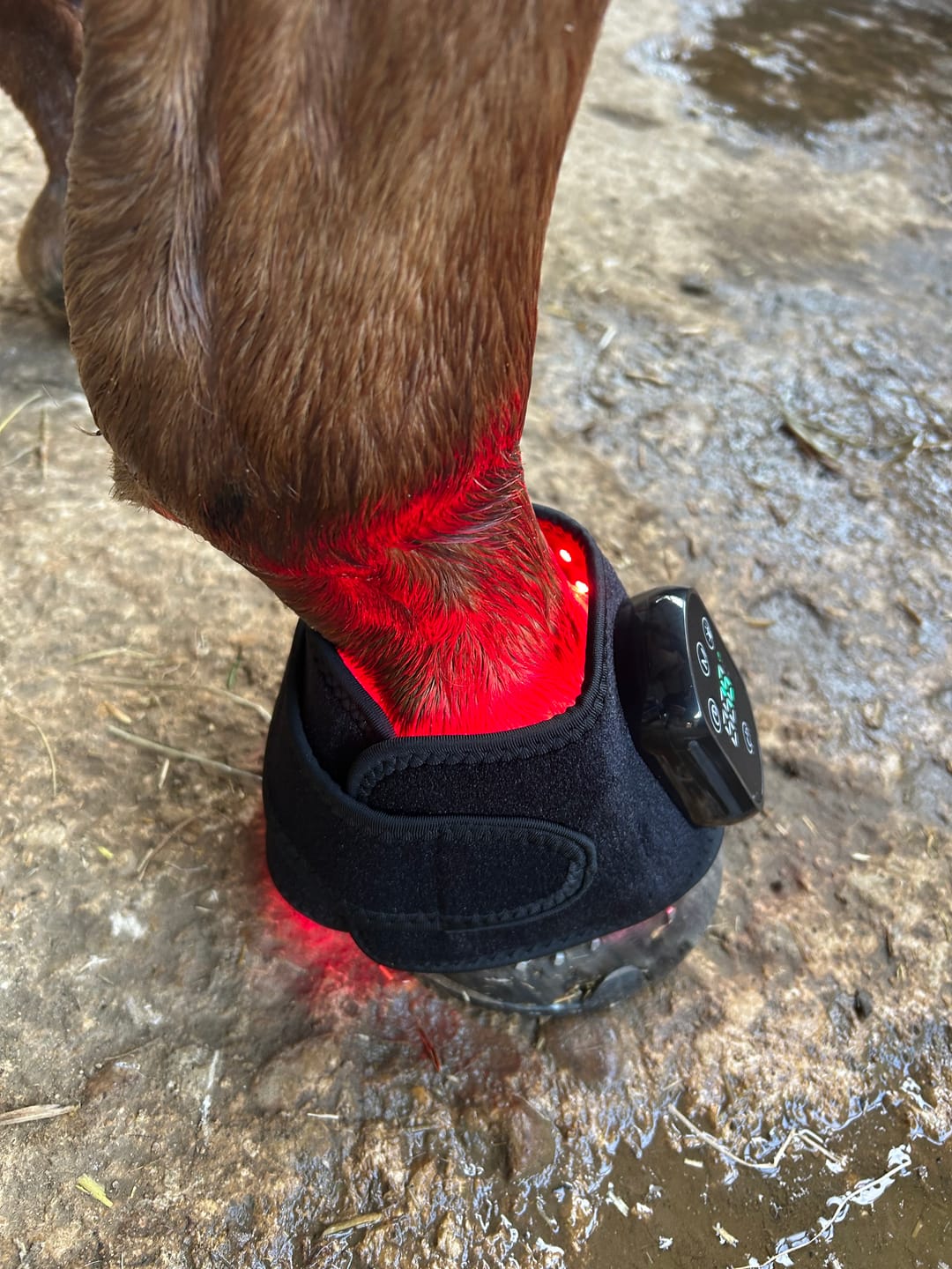 Customer photo review of HorseHalo™ HaloLegs Mini
