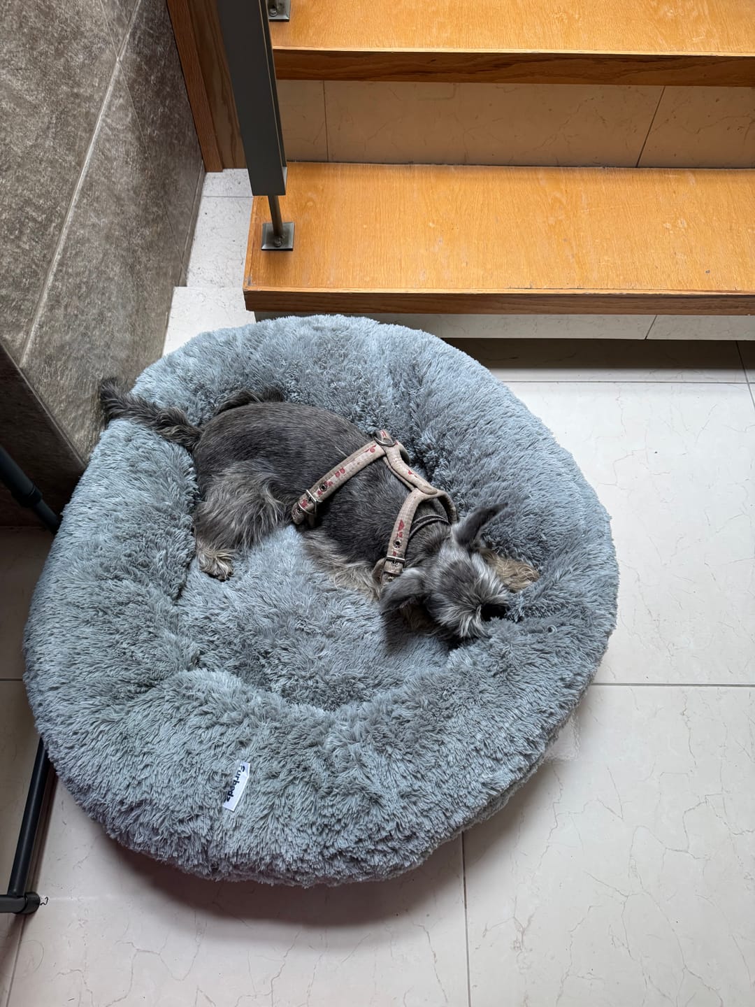 Customer photo review of Cama Antiestrés para Perros