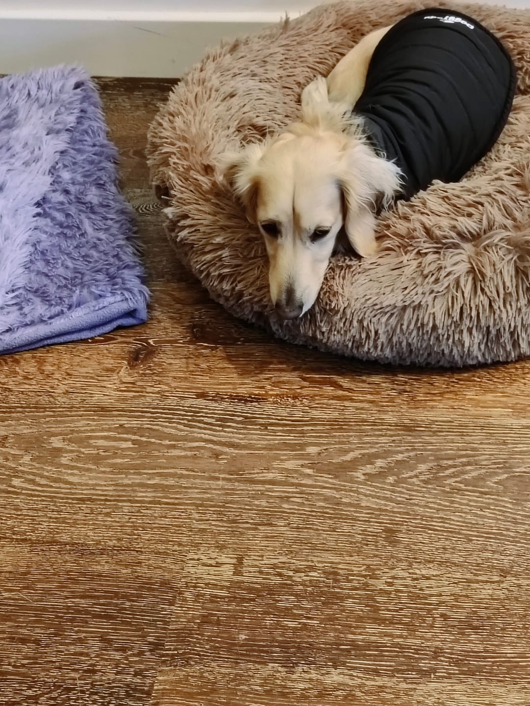 Customer photo review of Calming Pet Bed Machine Washable