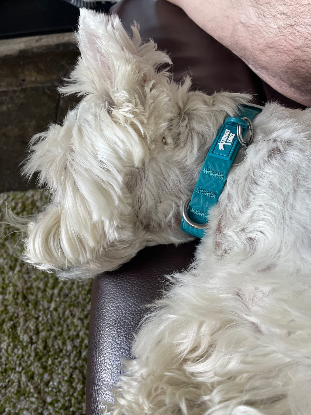Customer photo review of Tidal Waterproof Collar