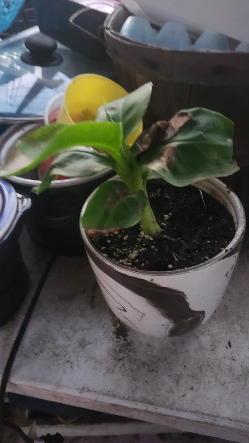 Customer photo review of Musa Truly Tiny Banana