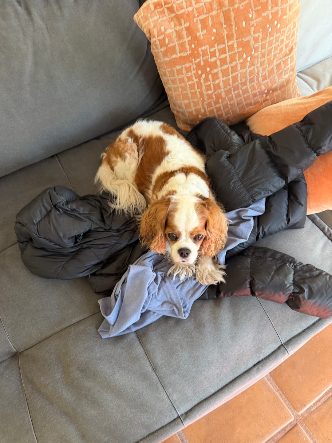 Customer photo review of Iron Paws Daily Human-Grade Superfood For Dogs
