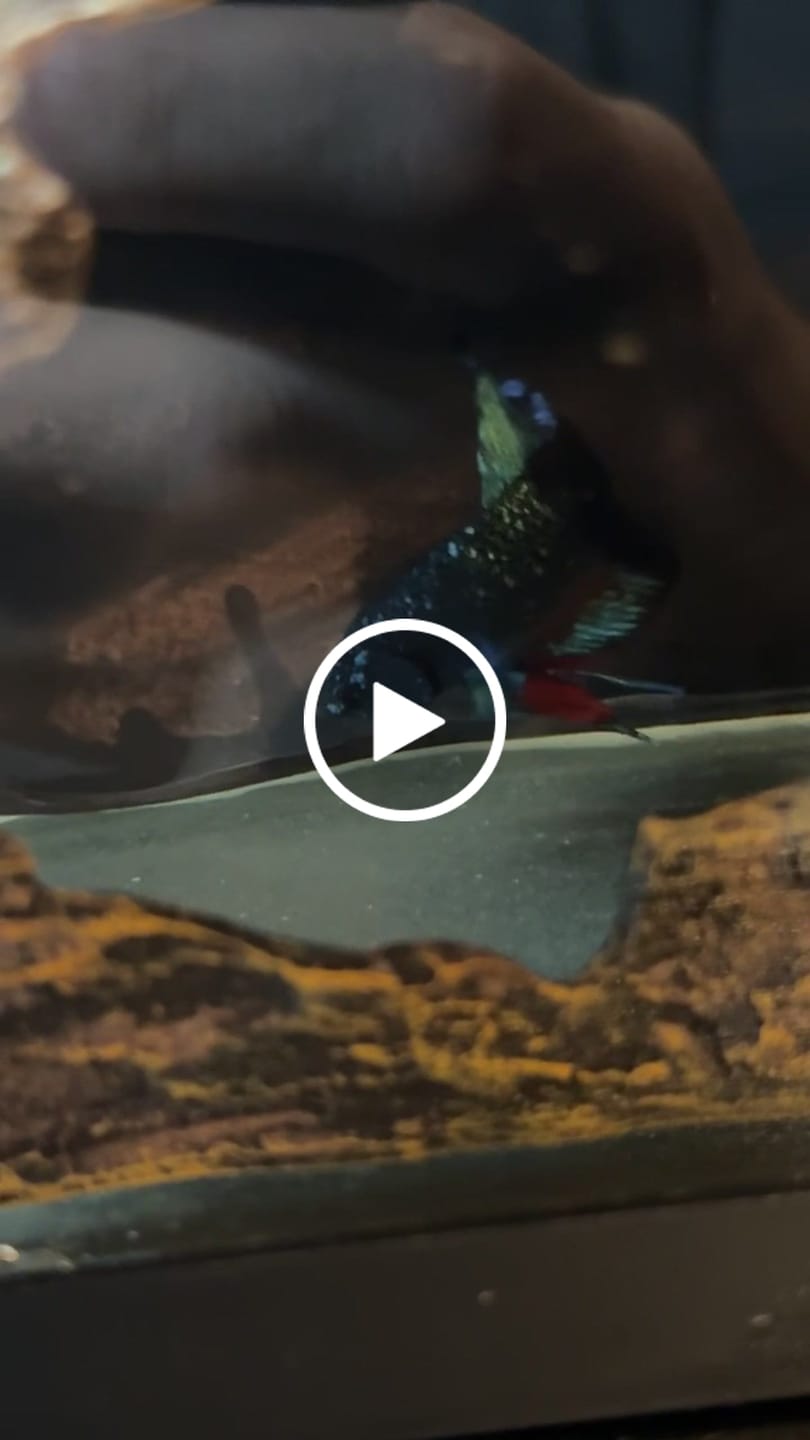 Customer video review of Rare Avatar Betta Fish (Male)