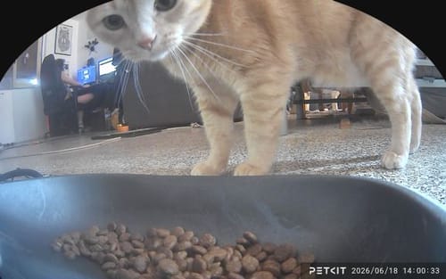 Photo d'un client : un chat roux regarde sa gamelle de croquettes Party depuis une caméra pour animaux de compagnie.