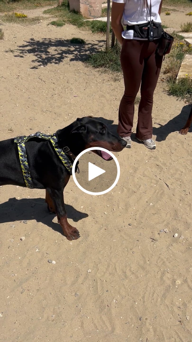 Customer video review of Anti-Pull TRI-Harness® | Training Dog Harness for All Breeds - Lightning