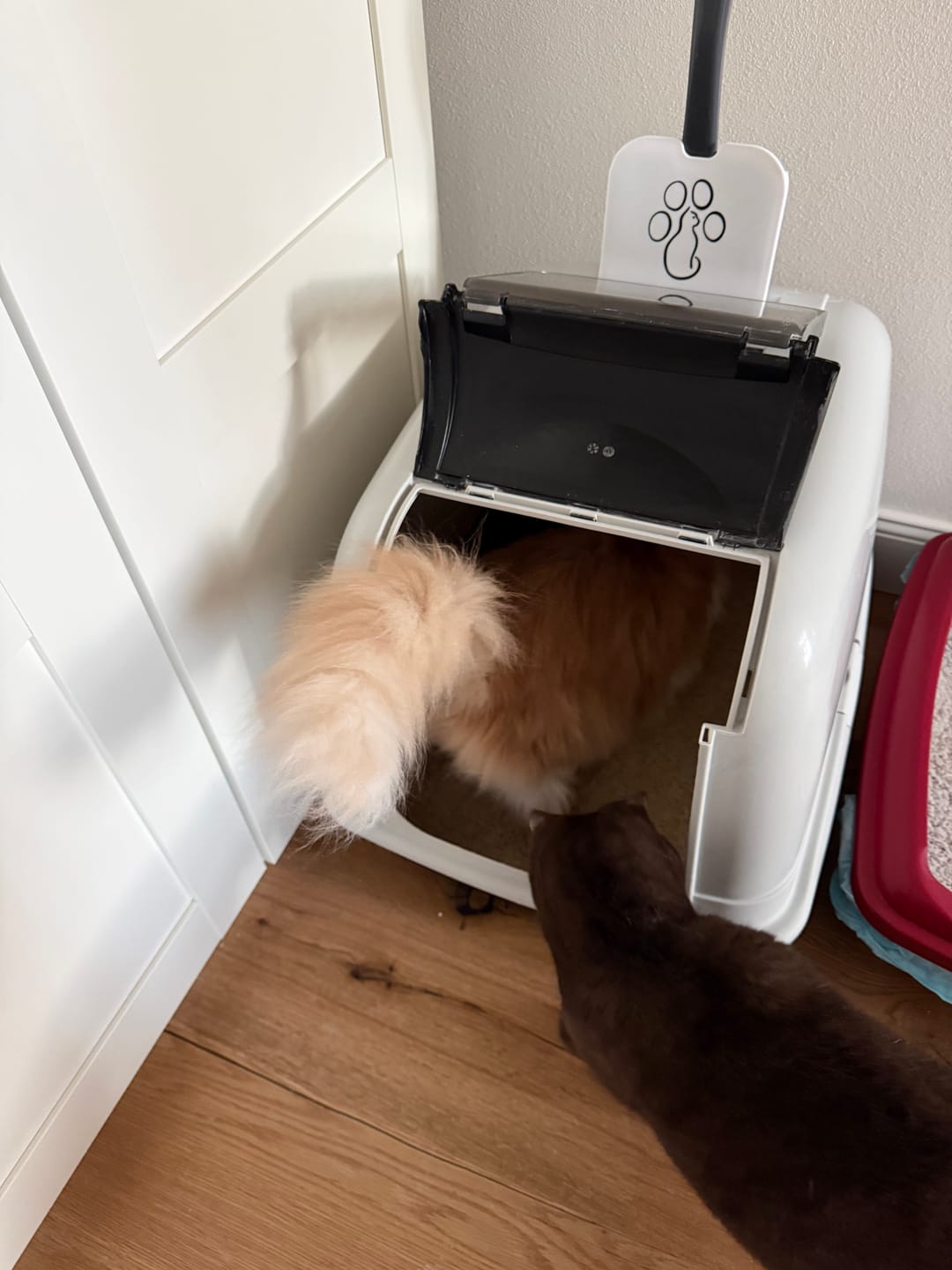 Customer photo review of Katzenstreu 2+1 Aktion