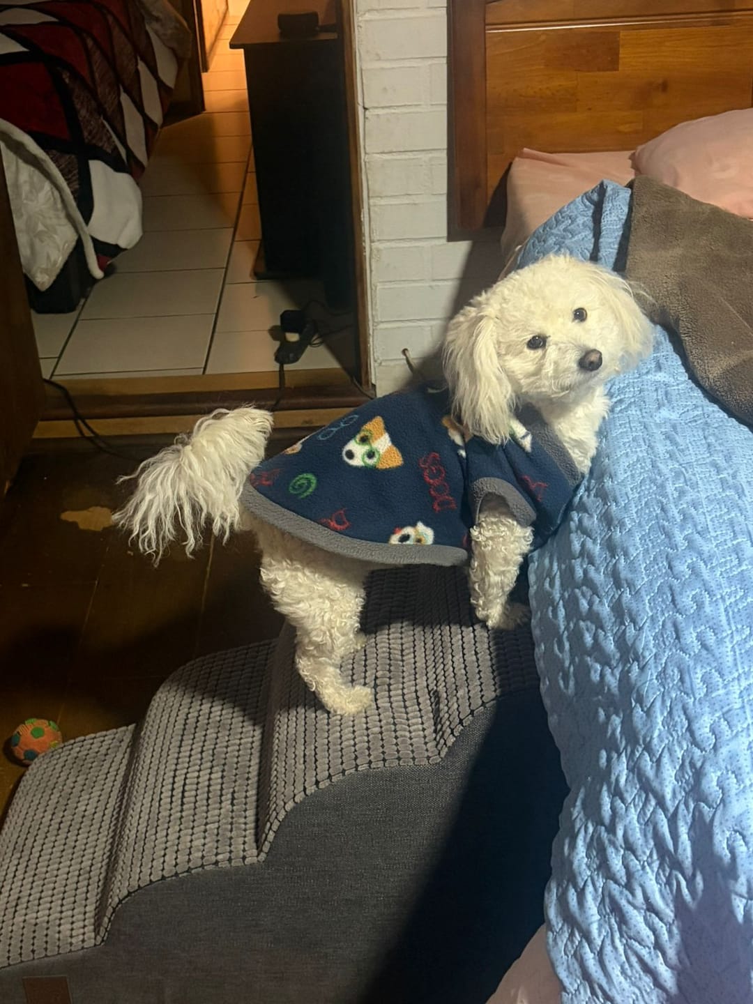 Customer photo review of Rampa Pendiente Suave THE DOGS