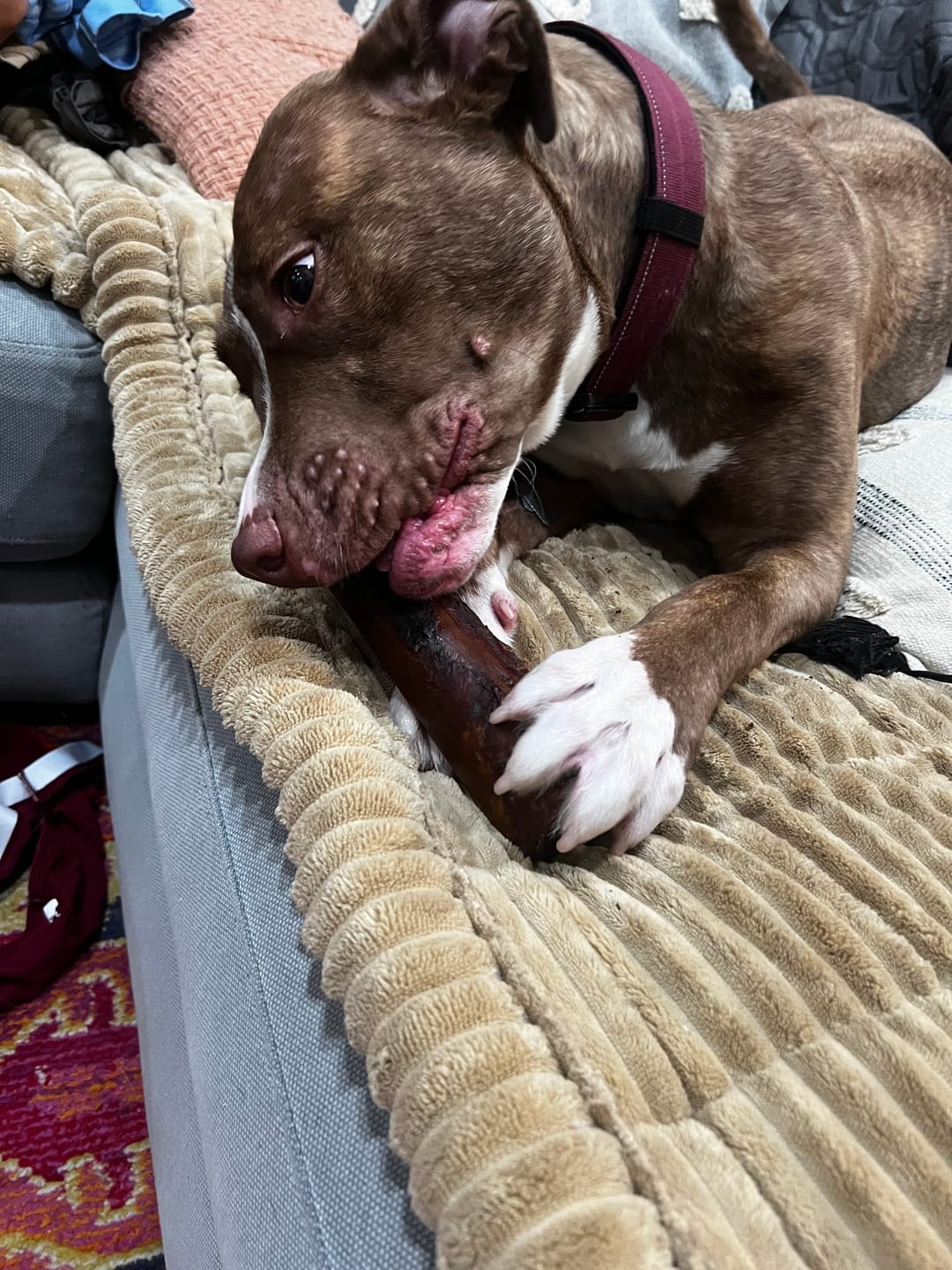 Customer photo review of Large Dog Mega Spring Bundle (41+ lbs)