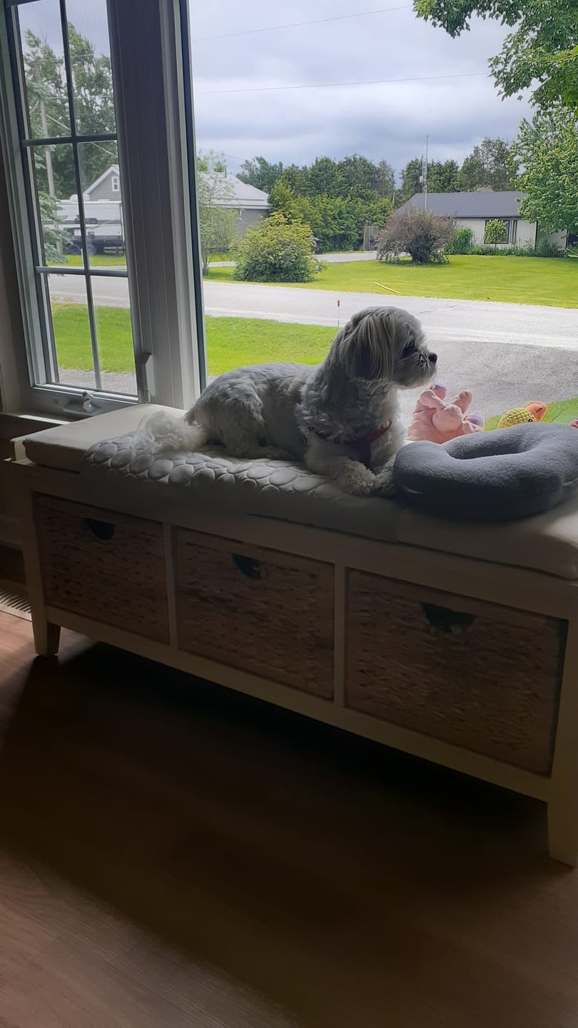 Customer photo review of IcyNap | Ice-Silk Continuous Cooling Dog Cooling Mat