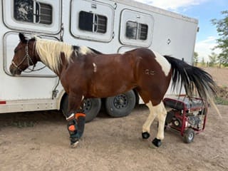 Customer photo review of HorseHalo™ HaloLegs Mini