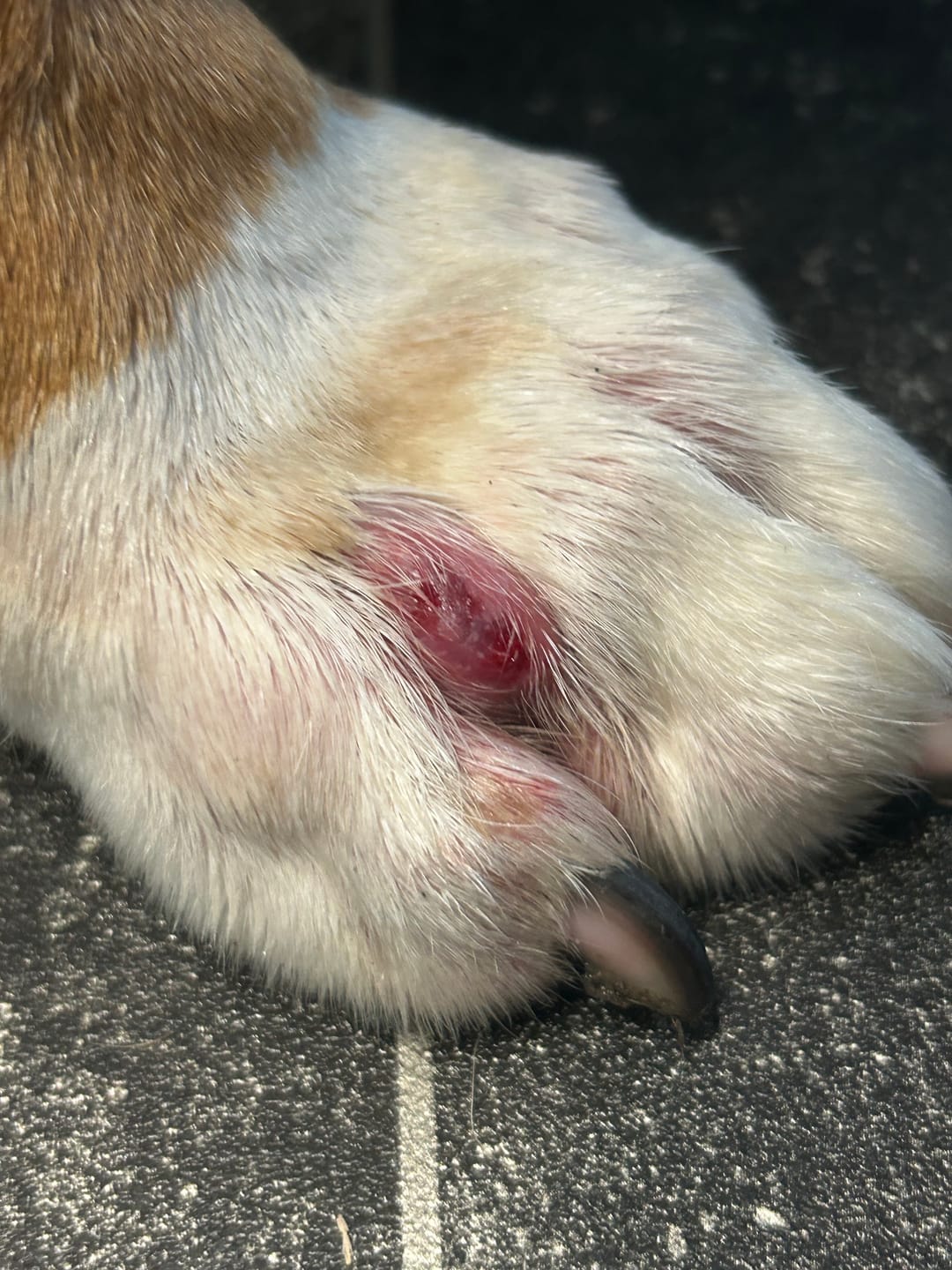 Customer photo review of Dog Gel