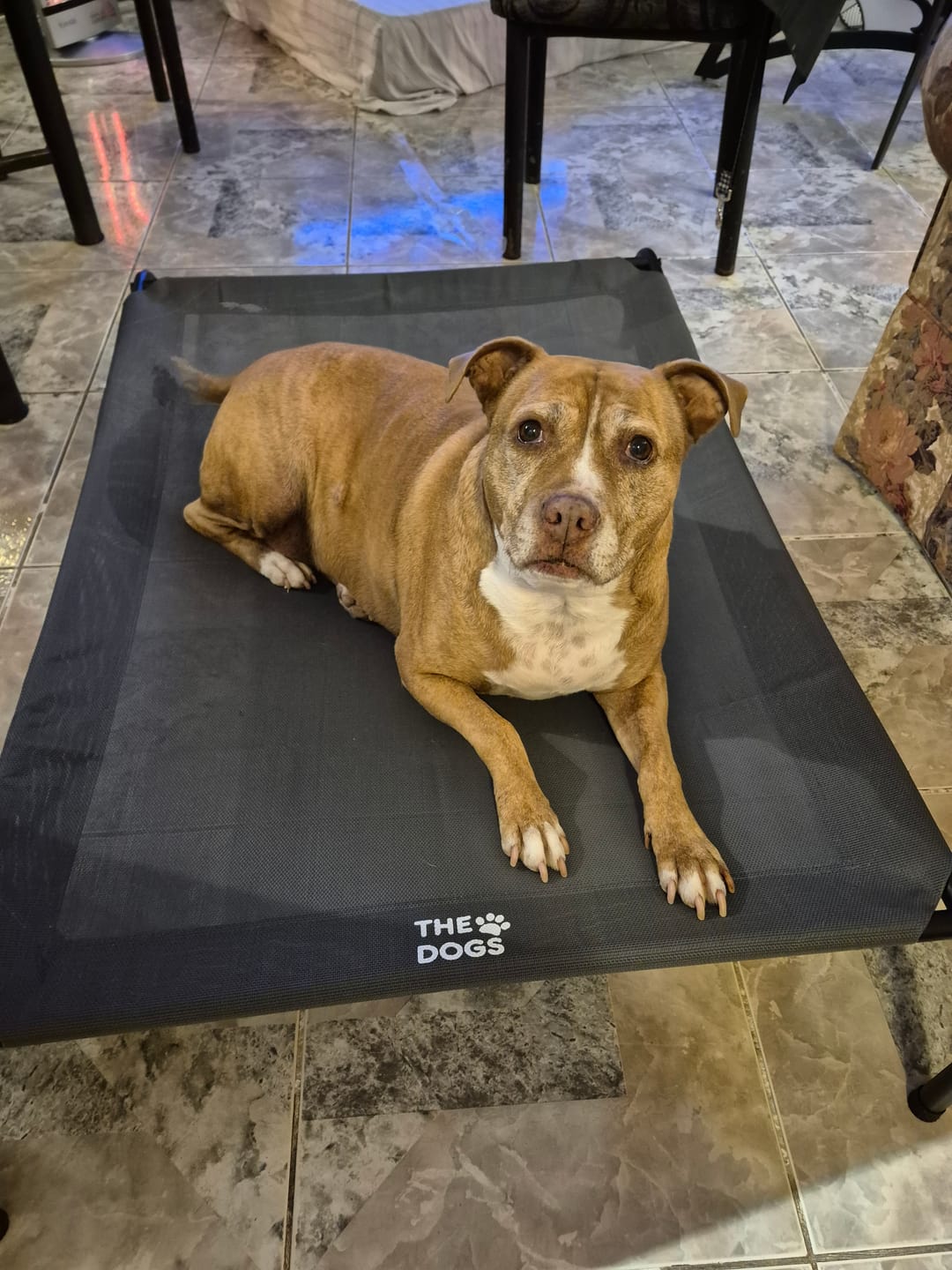 Customer photo review of Cama Elevada THE DOGS