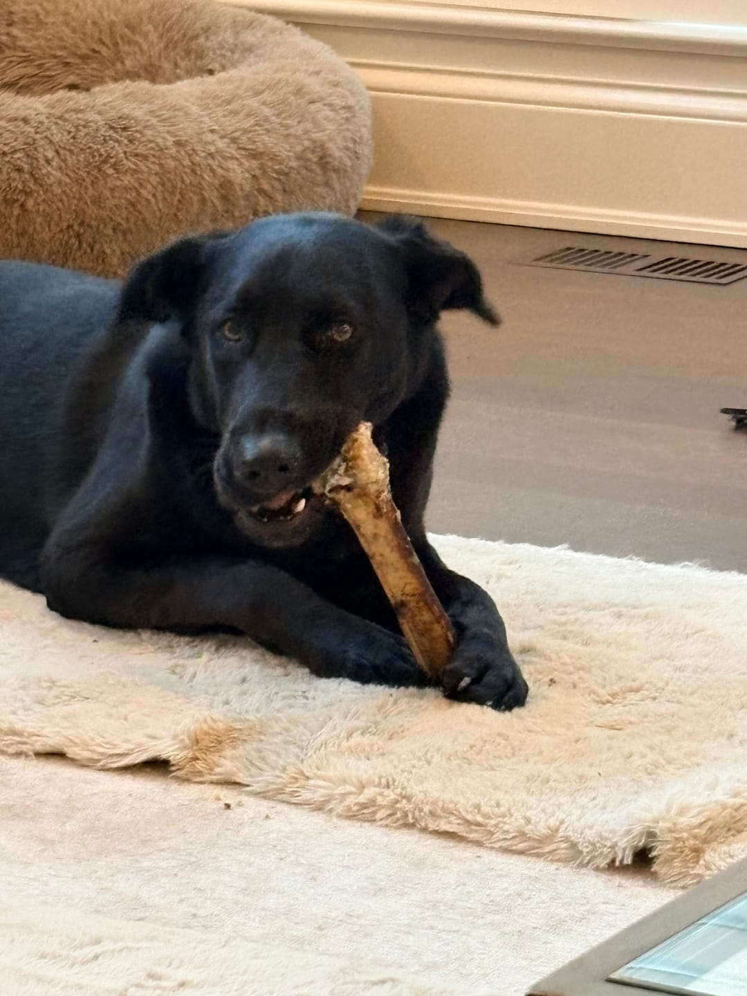 Customer photo review of Medium Ostrich Cane (10" x 3"): The Long-Lasting, Flavor-Packed Chew for Medium & Large Dogs