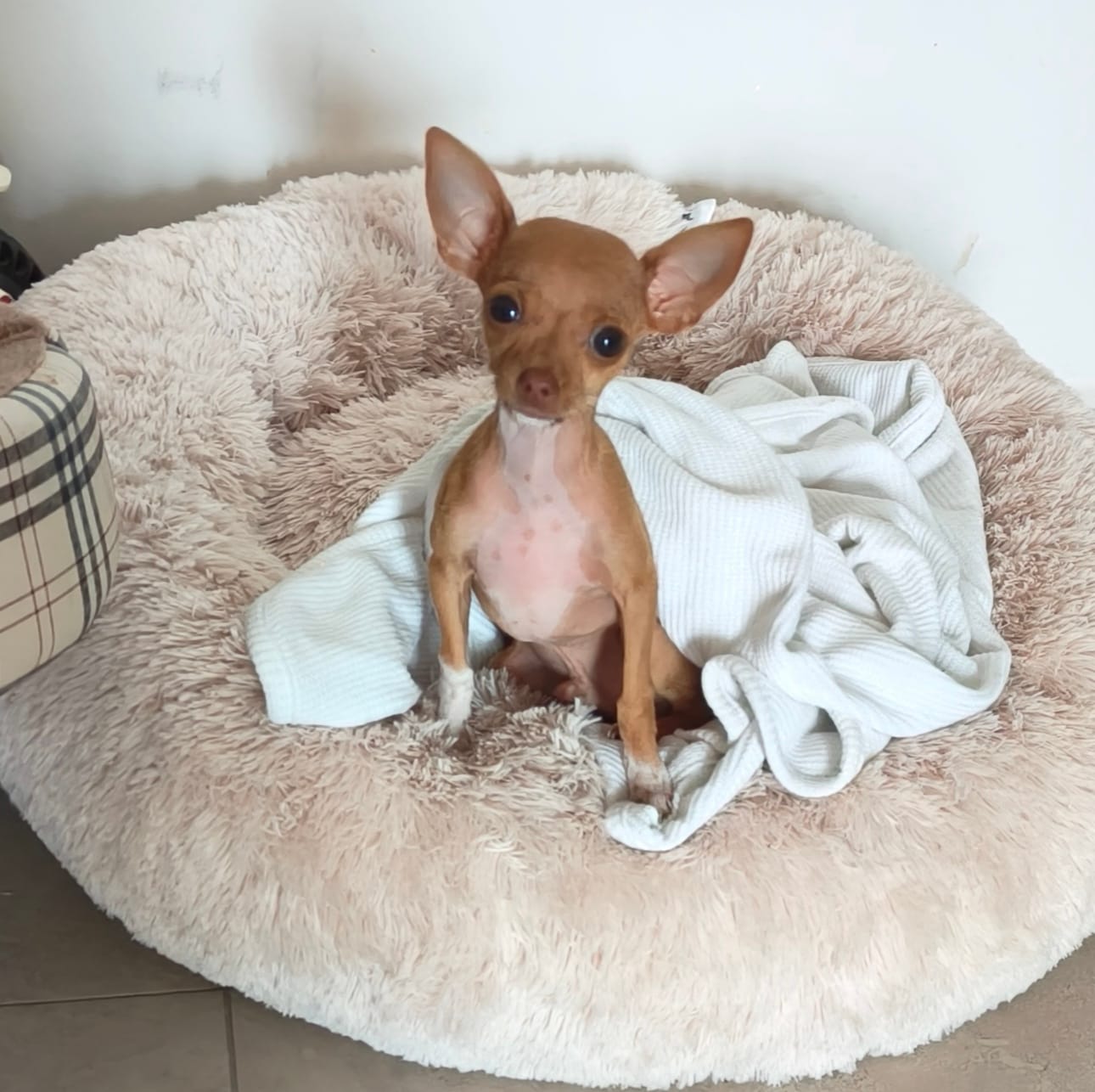 Customer photo review of Cama Antiestrés para Perros
