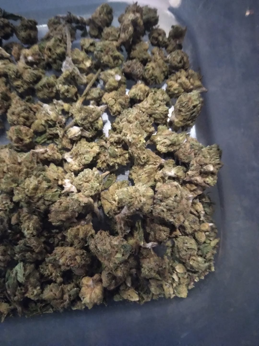 Customer photo review of LCG Runtz - Minis - 28 Grams - Hybrid