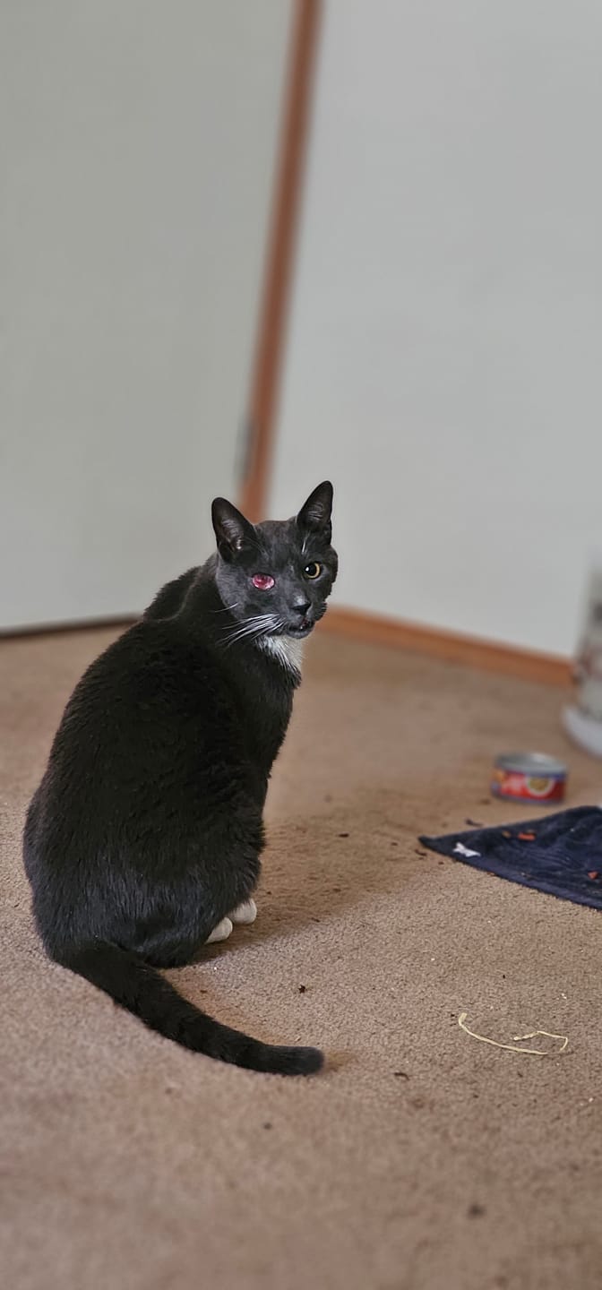 Customer photo review of Pet CBD Oil 1200mg - Available in Multiple Flavors