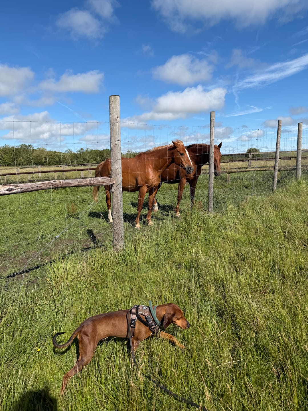 Customer photo review of Trail & Glow Tweed Dog Harness - Oxford Tweed