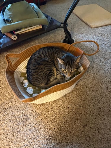 Customer photo review of Instinct Basket | Meet the first research-backed natural territory for indoor cats