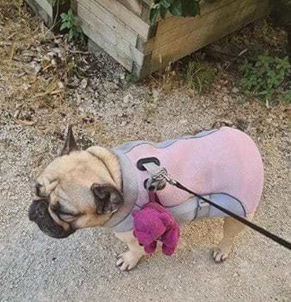 Customer photo review of Gilet rafraîchissant pour chien - Léger et refroidissant