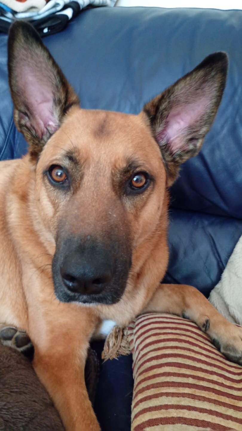 Customer photo review of collagen for dogs