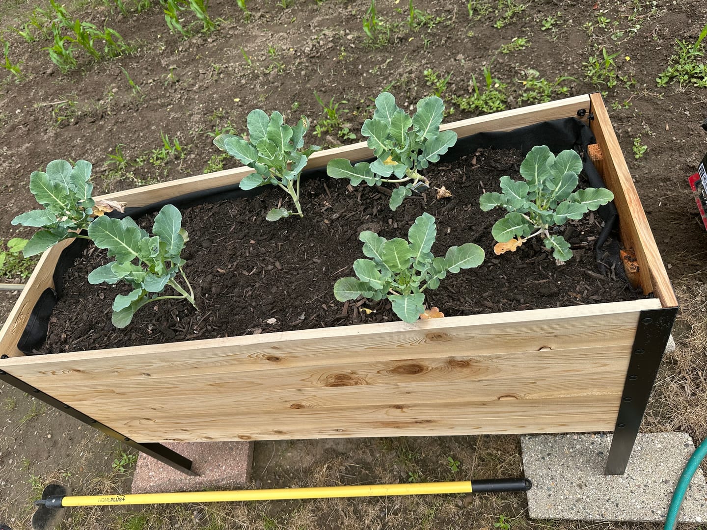 Customer photo review of 18" x 48" Raised Garden Bed - 30" TALL / Garden Grade