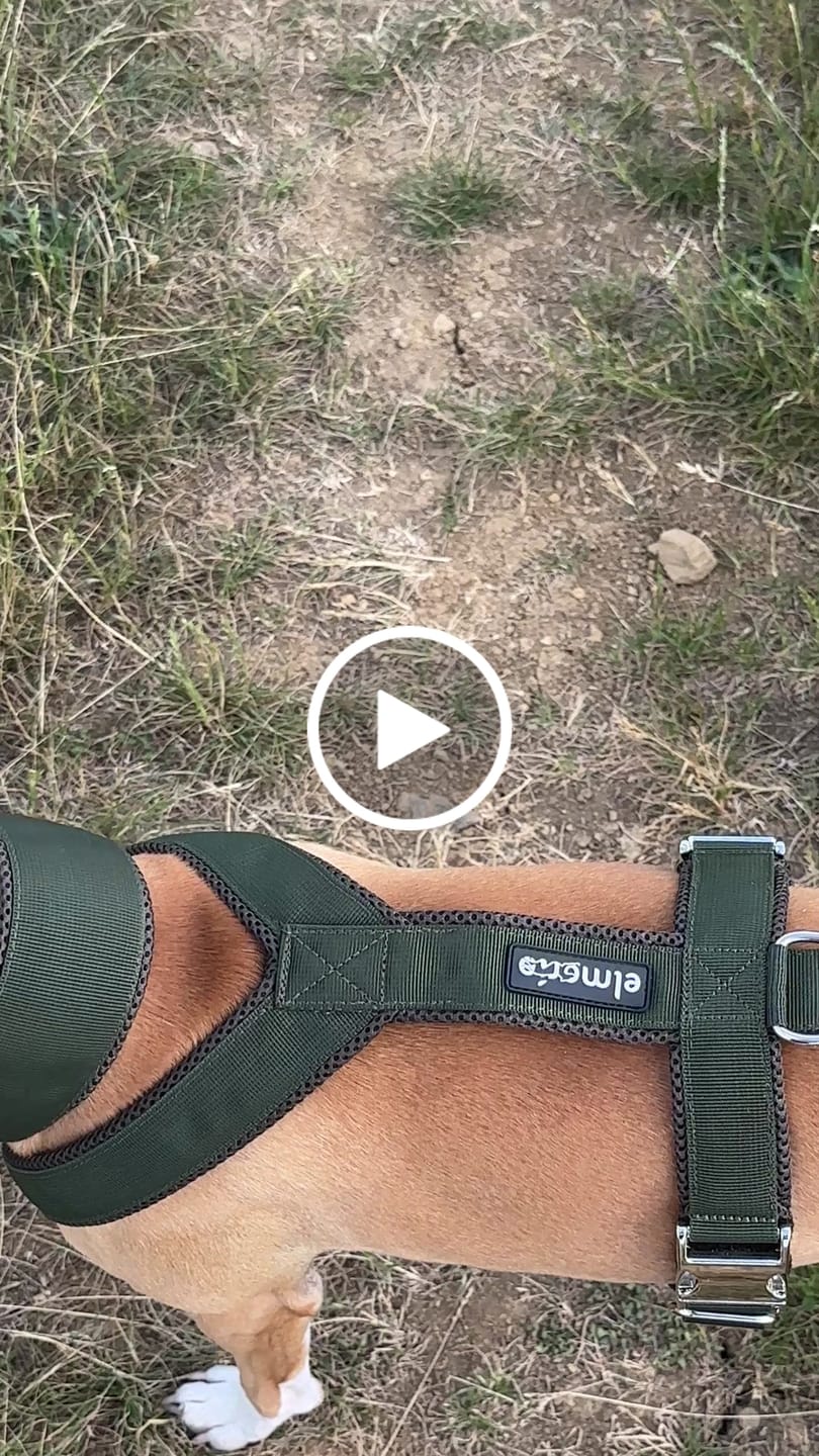 Customer video review of Halsband Zugstopp
