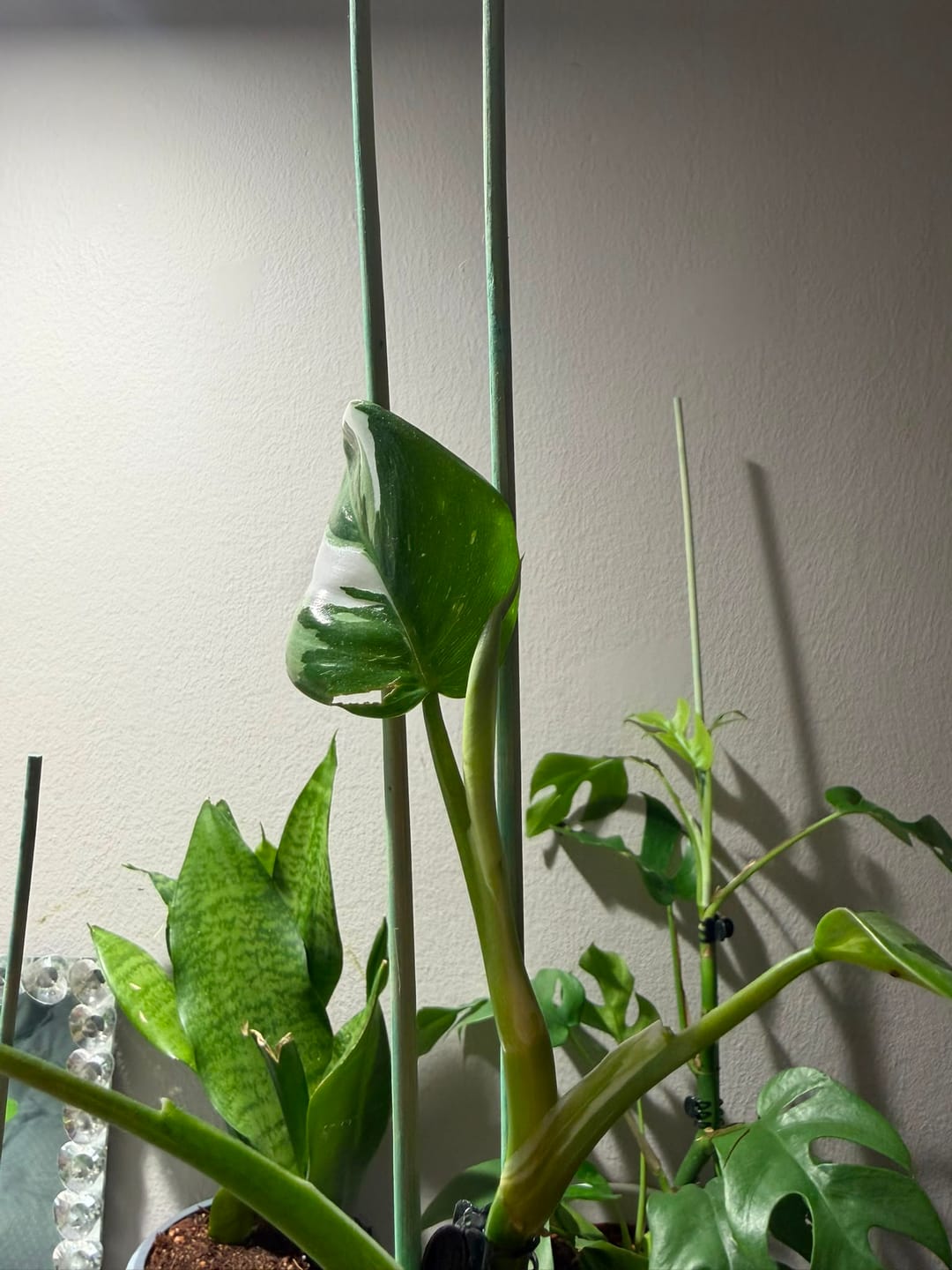 Customer photo review of Pianta LED Grow Light 3-Pack bundle