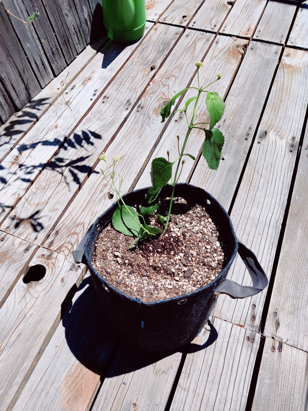 Customer photo review of Lantana 'Confetti'