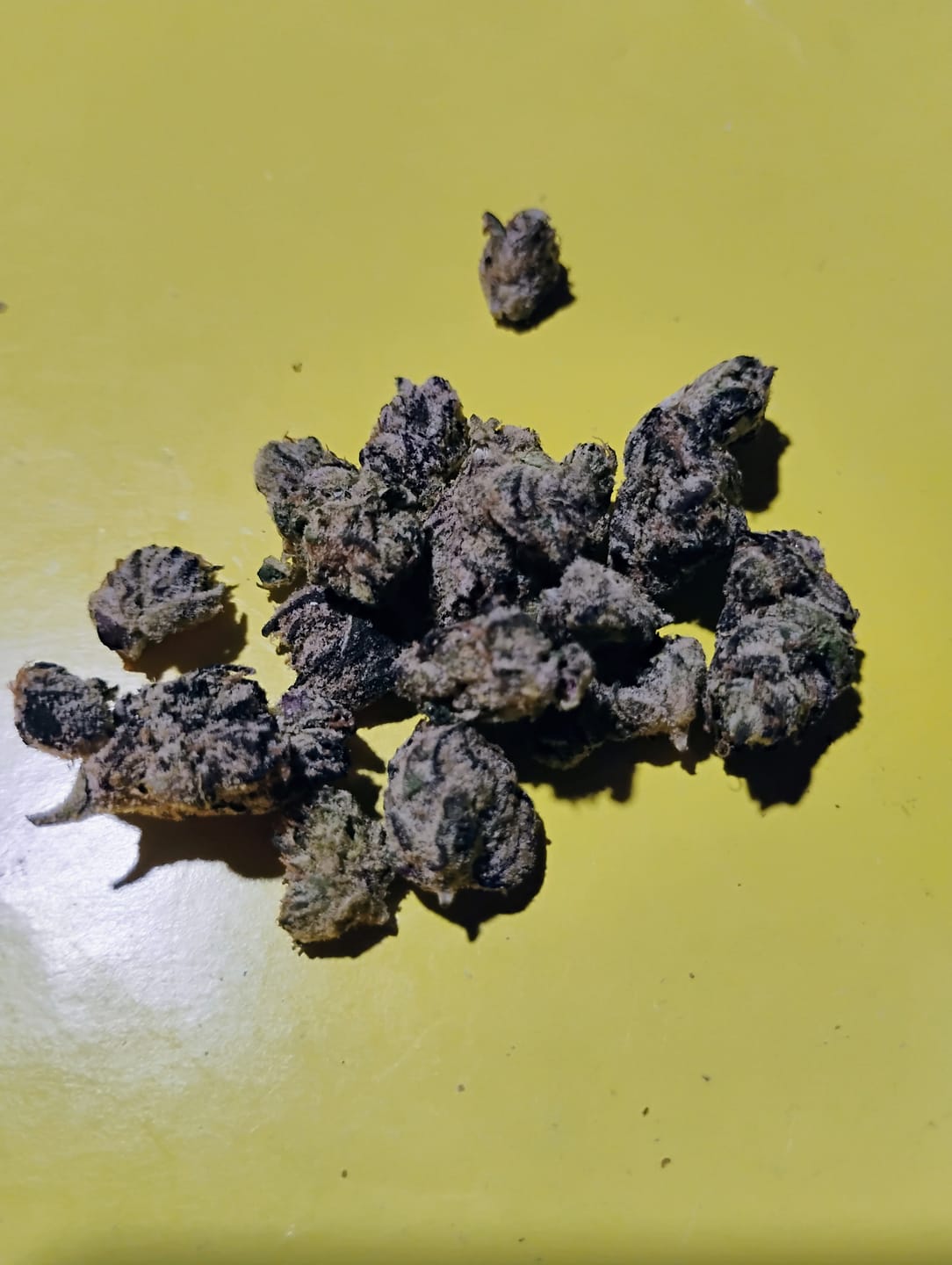 Customer photo review of Black Bow - Exotic Smalls