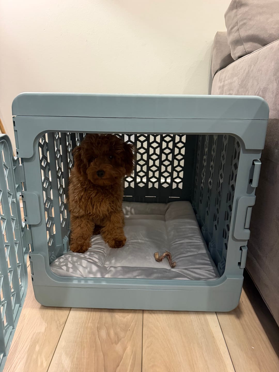 Customer photo review of PAWD®  Modern Collapsible Dog Crate