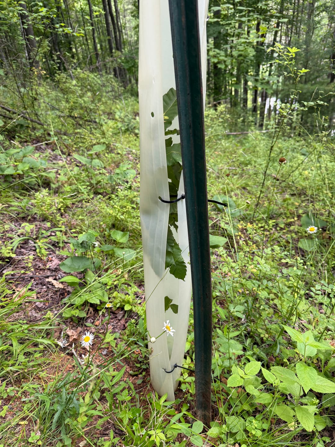 Customer photo review of Hybrid Chestnut
