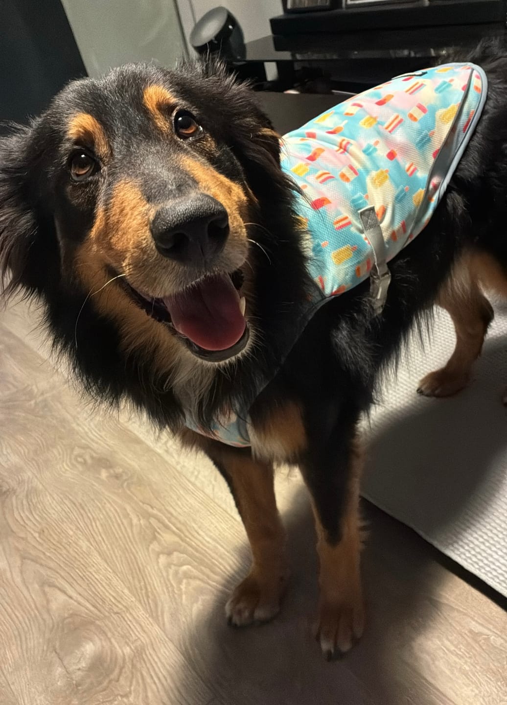 Customer photo review of Chilltech™ Dog Cooling Vests