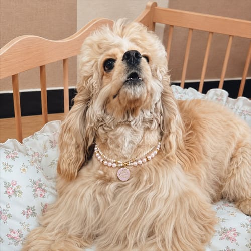 Emma's pet wearing a pearl necklace