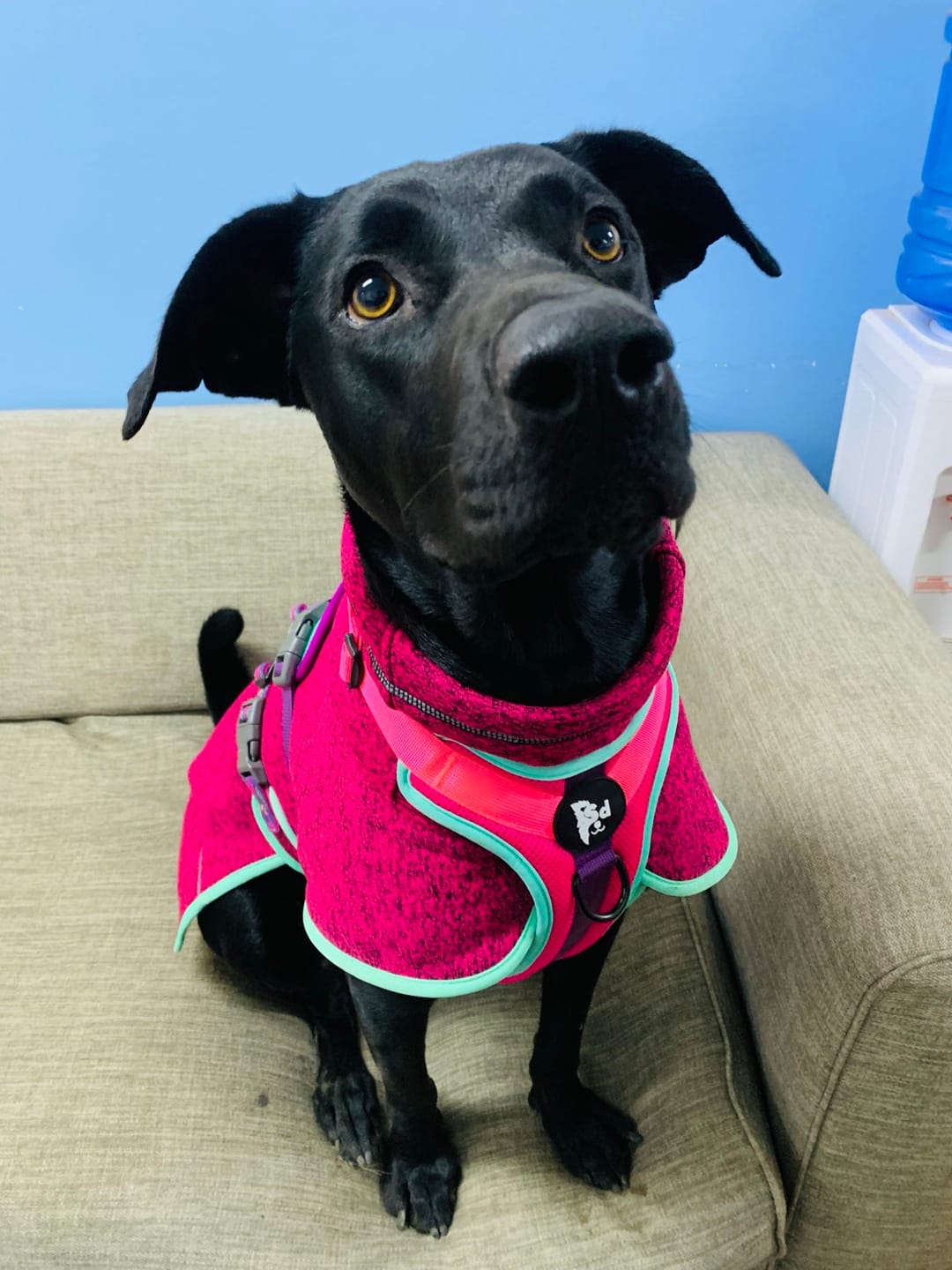 Customer photo review of 🌷Polar Perro Dawson Chilco🌷