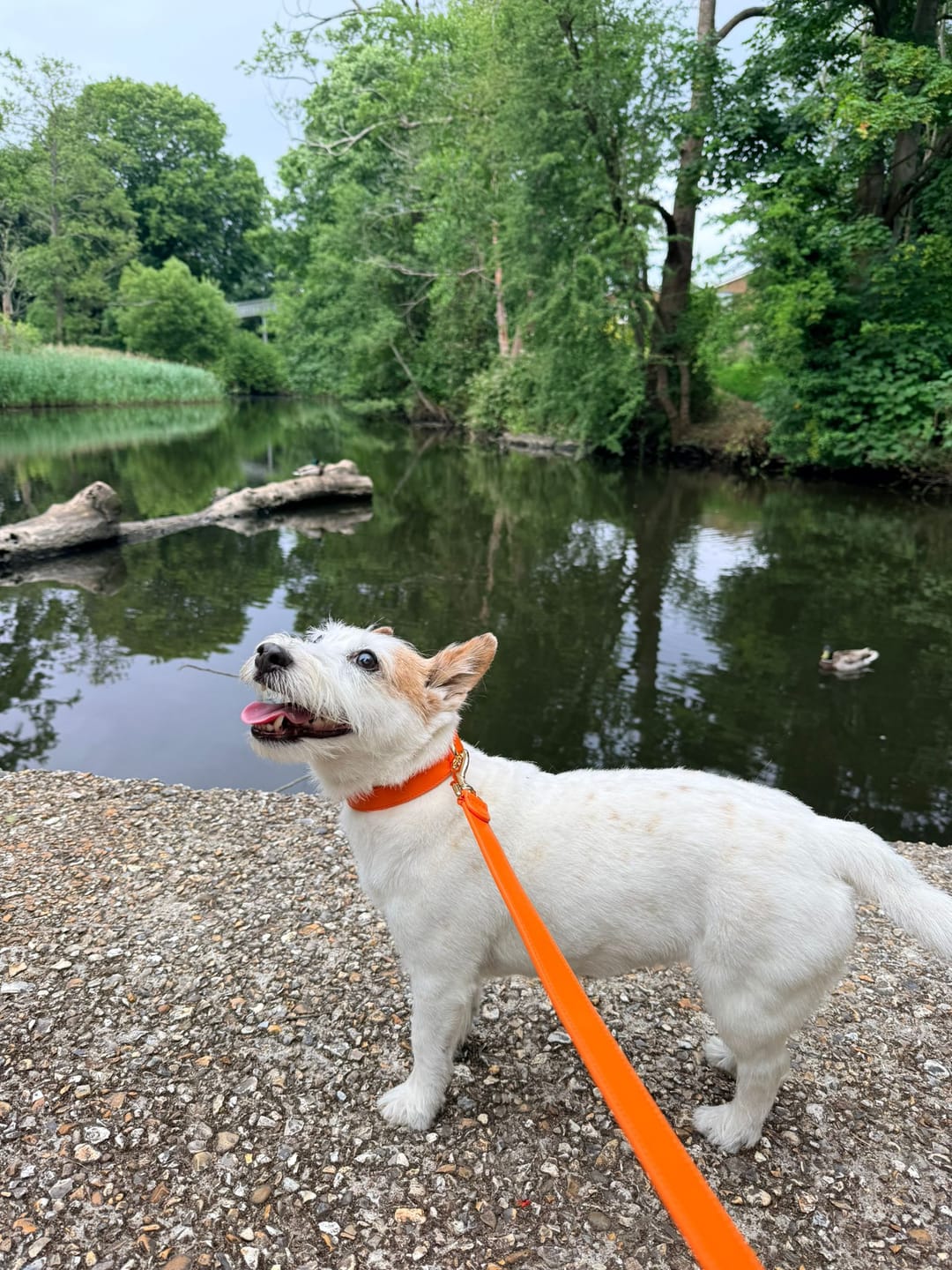 Customer photo review of Tangerine Dog Lead
