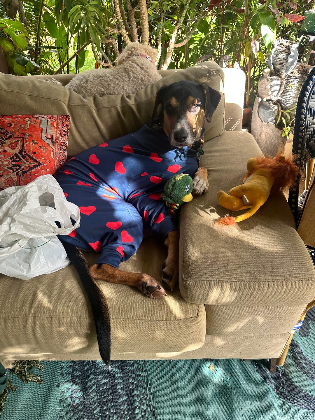 Customer photo review of Dog Pajama Prints
