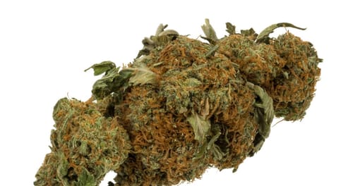 Jet Fuel Gelato - Minis - 28 Grams - Indica photo review