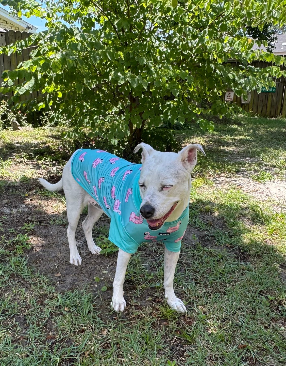 Customer photo review of Sunblock Dog T-Shirt 2-pack