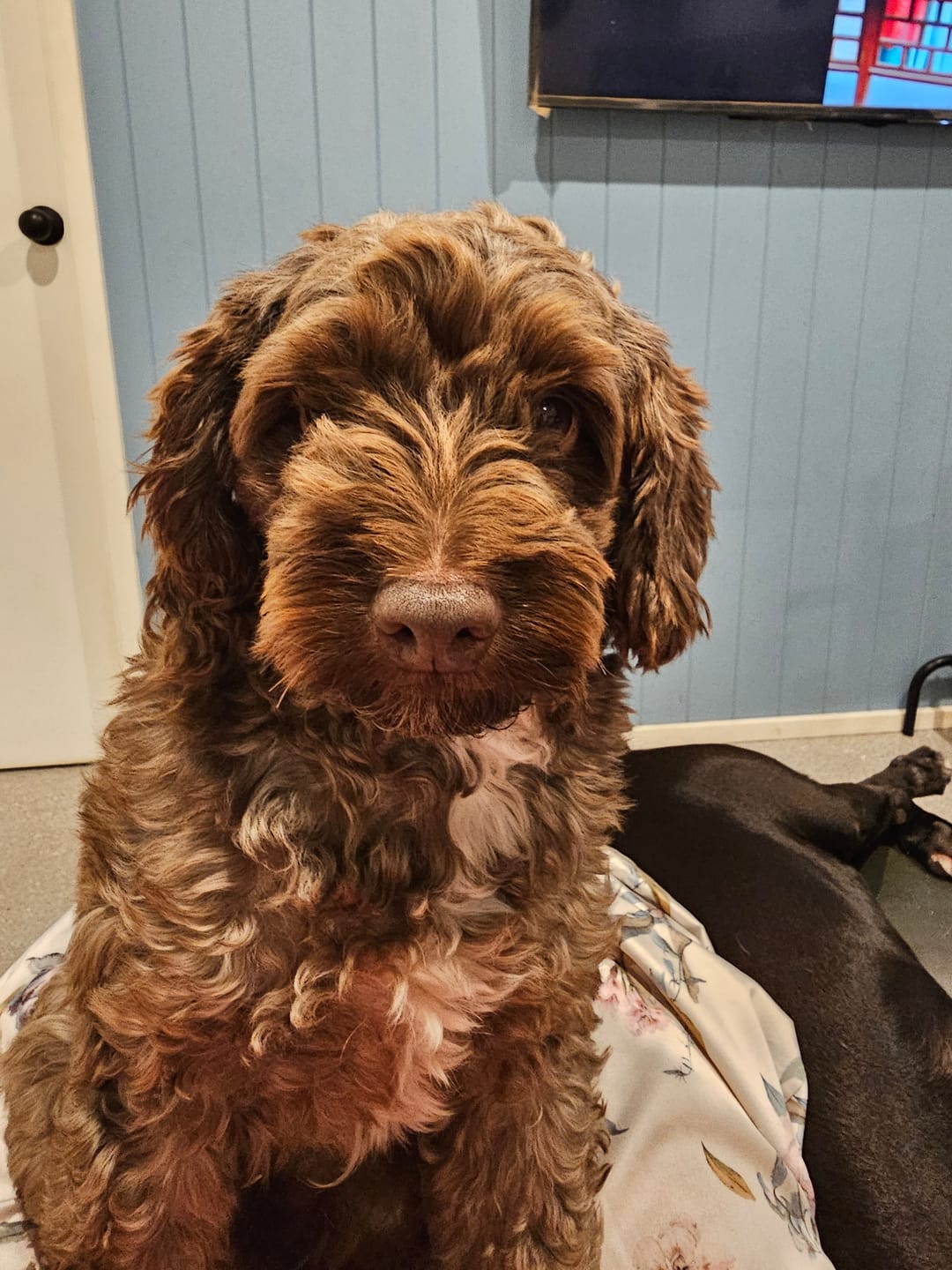 Customer photo review of Pet Grooming Trimmer & Paw Blades - 2pcs
