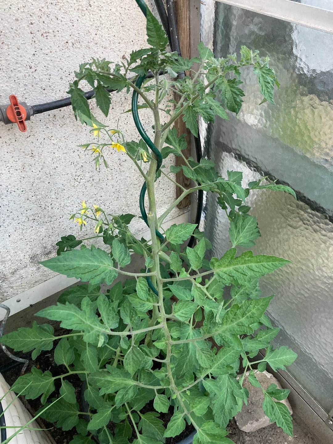 Customer photo review of Cocktailtomate ‘Primabella’, Bio Jungpflanze